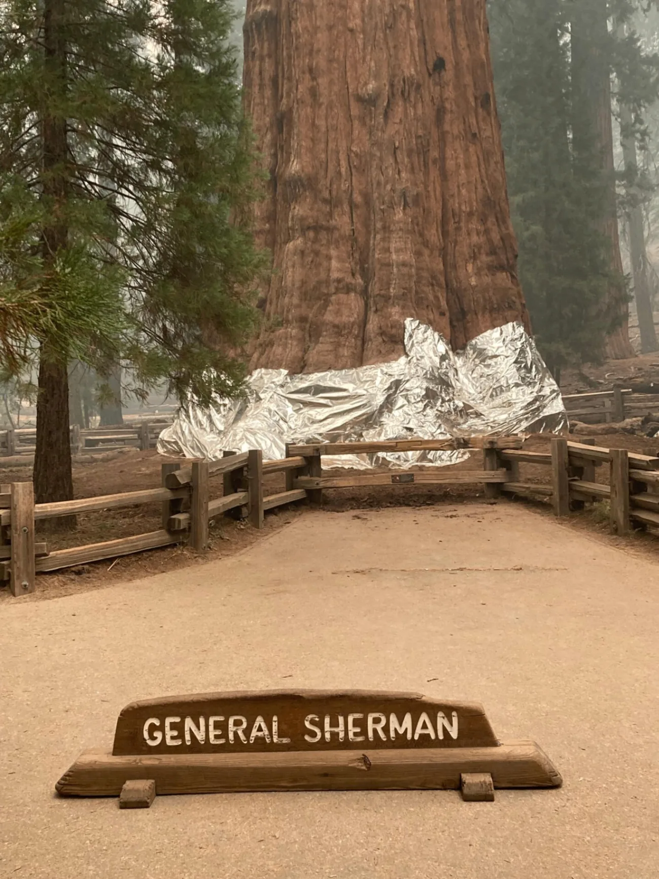 General Sherman sequoia wrapped in aluminized material during the 2021 KNP Complex Fire in Sequoia National Park.